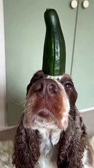 A Very Patient Cocker Spaniel Balances a Cucumber on Her Head