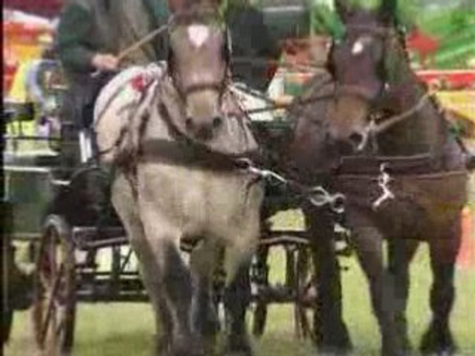 Les Chevaux de Trait - Au coeur de la tradition