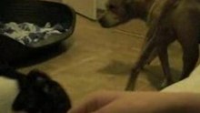 2mechants pitbulls!!!