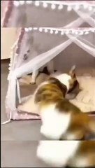 Funny Animal's World __ Funny Cats Video  Compilation   Part 51 #shorts #cats