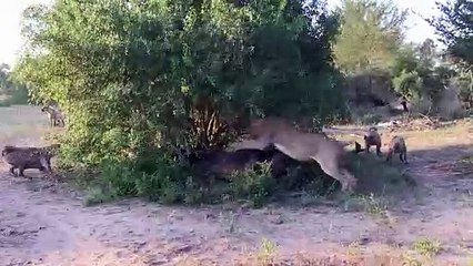 LION vs HYENA - EPIC AUDIO