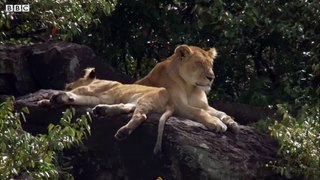 Mother Lioness Hunts Warthog _ BBC Earth