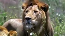 Most Amazing Big Cats Hunting Attack Compilation   Cheetah Lions Jaguar Leopard