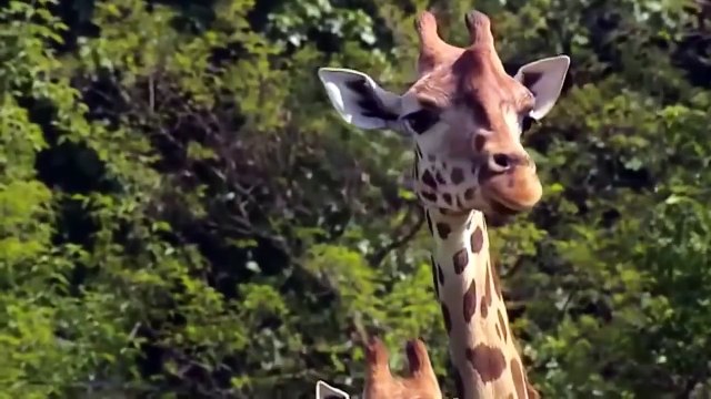 New Shekar he shekar Hunter become hunted Lion hunted by other animal Jungle book