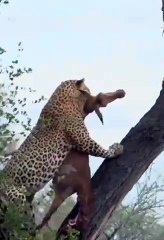 Leopard Swiftly Climbs Tree With Antelope