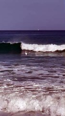 Surfing Swan Catches a Wave