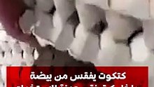 كتكوت يفقس من بيضة داخل كرتونة مجهزة للاستخدام