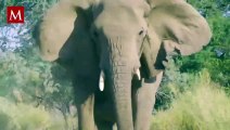 Elefante es sacrificado tras escapar de un parque nacional en Sudáfrica