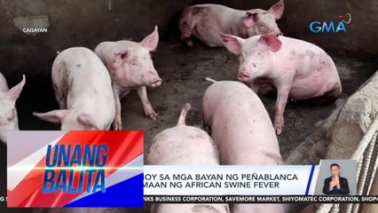 33 alagang baboy sa mga bayan ng Peñablanca at Alcala, tinamaan ng African swine fever | UB