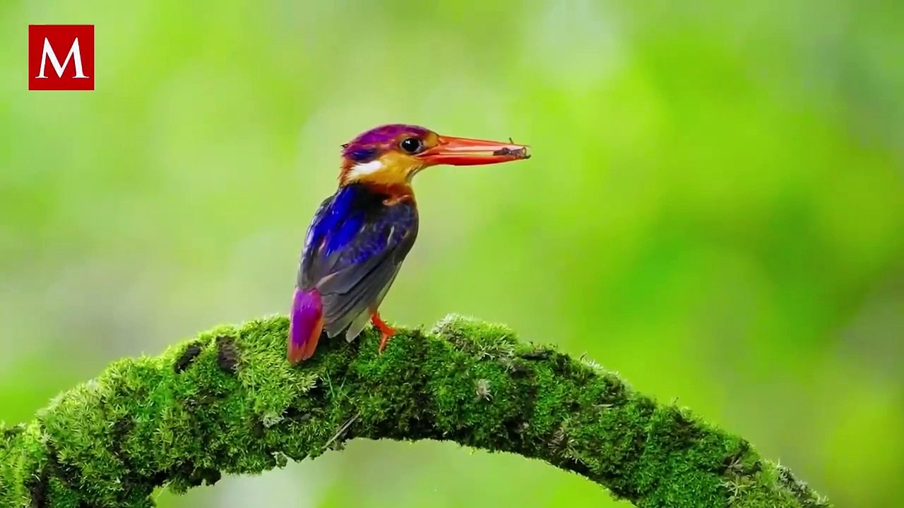 El extraño comportamiento de los peces a la orilla del mar ha llamado la atención de todo el mundo