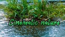 CINEMATIC NATURE _ FOOTAGE _ VIVO _ CAPCUT-(1080p)