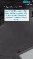 Loose kangaroo spotted in Tampa, Florida apartment complex