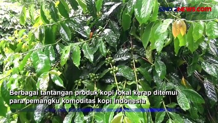 Permintaan Ekspor Kopi Kintamani Kian Tinggi, Ketersediaannya Terbatas
