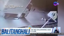 Lalaking nagnakaw ng dalawang aso sa kalsada, nahuli-cam | BT