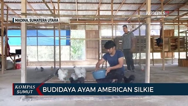 Melihat Ternak Ayam American Silkie di Kabupaten Mandailing Natal