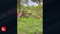 Anne aslan yavrusunu kurtarmak için sırtlanların arasına daldı