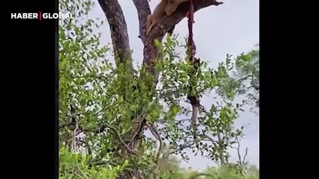 Aslan yavrusunu kurtarmak için sırtlan sürüsünün arasına daldı! ''Aslan Kral sahnesi gibi''