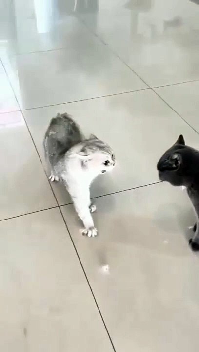 cat Cutest thing you'll see today