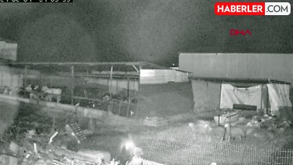 Kurtlar Besicilerin Hayvanlarına Saldırdı: 10 Koyun Öldü