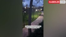 Parkta yürürken başıboş köpeklerin saldırısına uğradı
