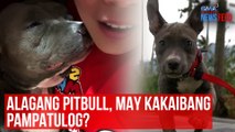 Alagang pitbull, may kakaibang pampatulog? | GMA Integrated Newsfeed