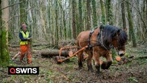 Horses replace machines to clear infected trees from a British forest