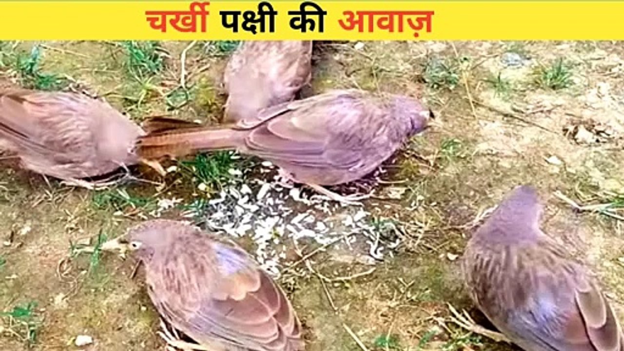 चर्खी पक्षी की आवाज़ | #babbler bird sound | bird sound