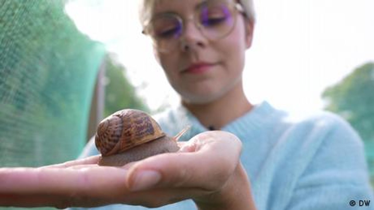Von der Wiese auf den Tisch – Schneckenzucht in Burgund