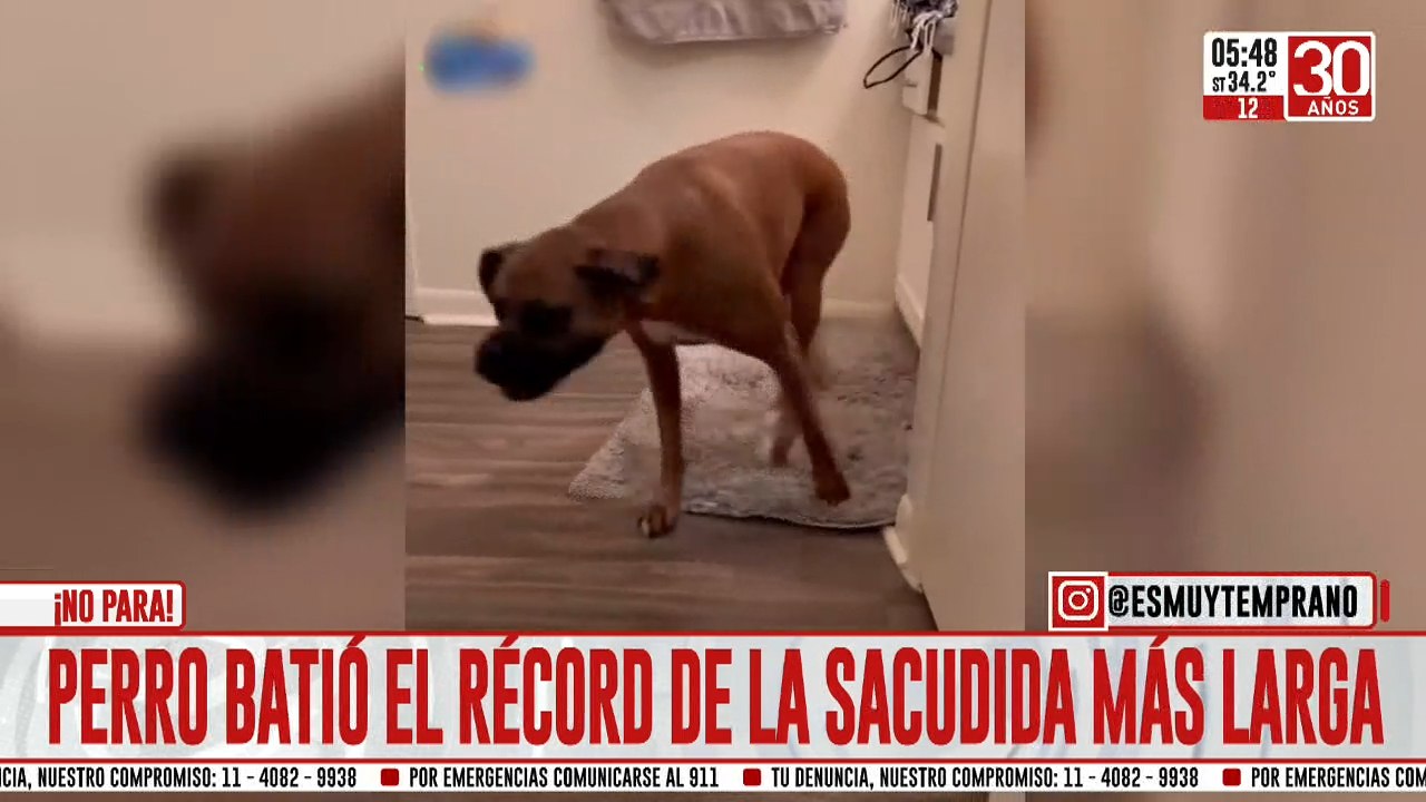 Viral: perrio batió el récord de la sacudida más larga