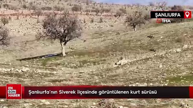 Şanlıurfa’nın Siverek ilçesinde görüntülenen kurt sürüsü