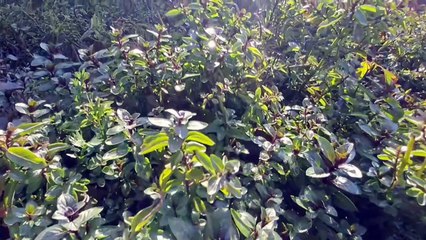 WATERPUMP KAHARB HO GYA  | VLOG 29 | DANISH B.