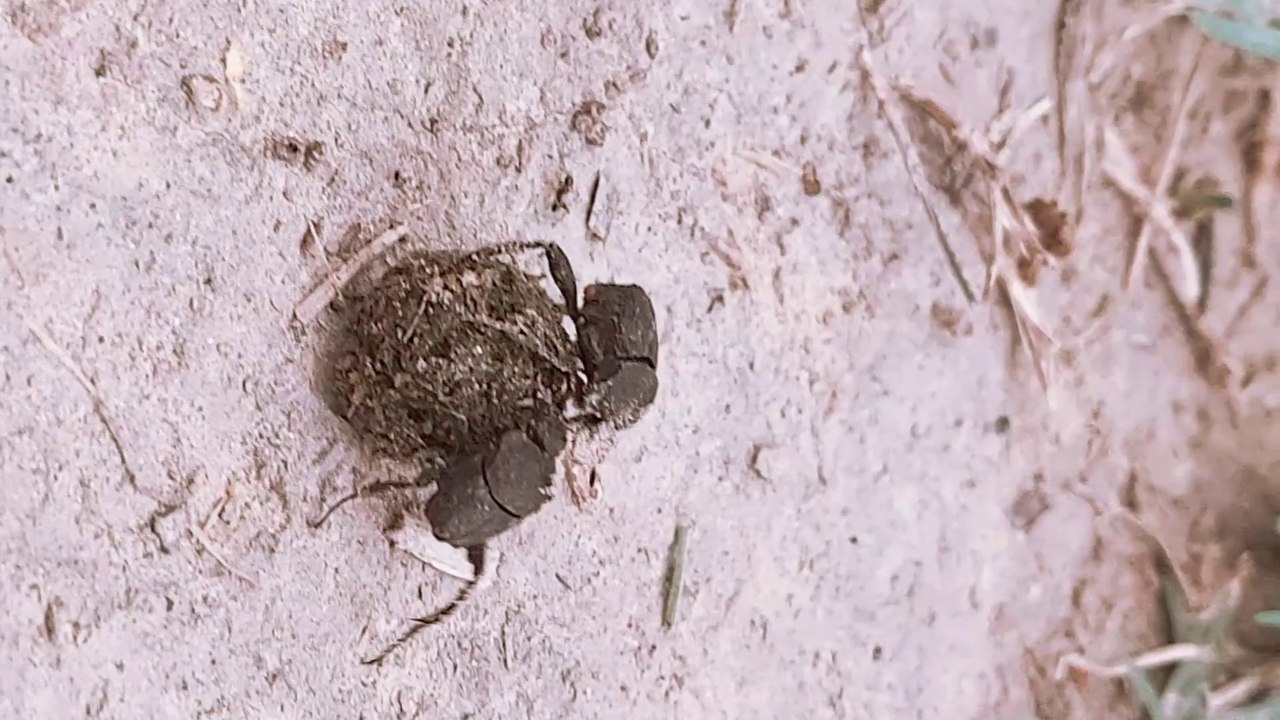 चर्खी पक्षी की आवाज़ | #babbler bird sound | bird sound