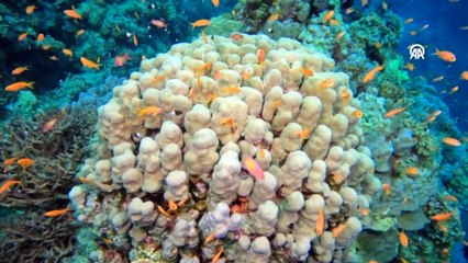 Kızıldeniz'in muhteşem mercanları görüntülendi