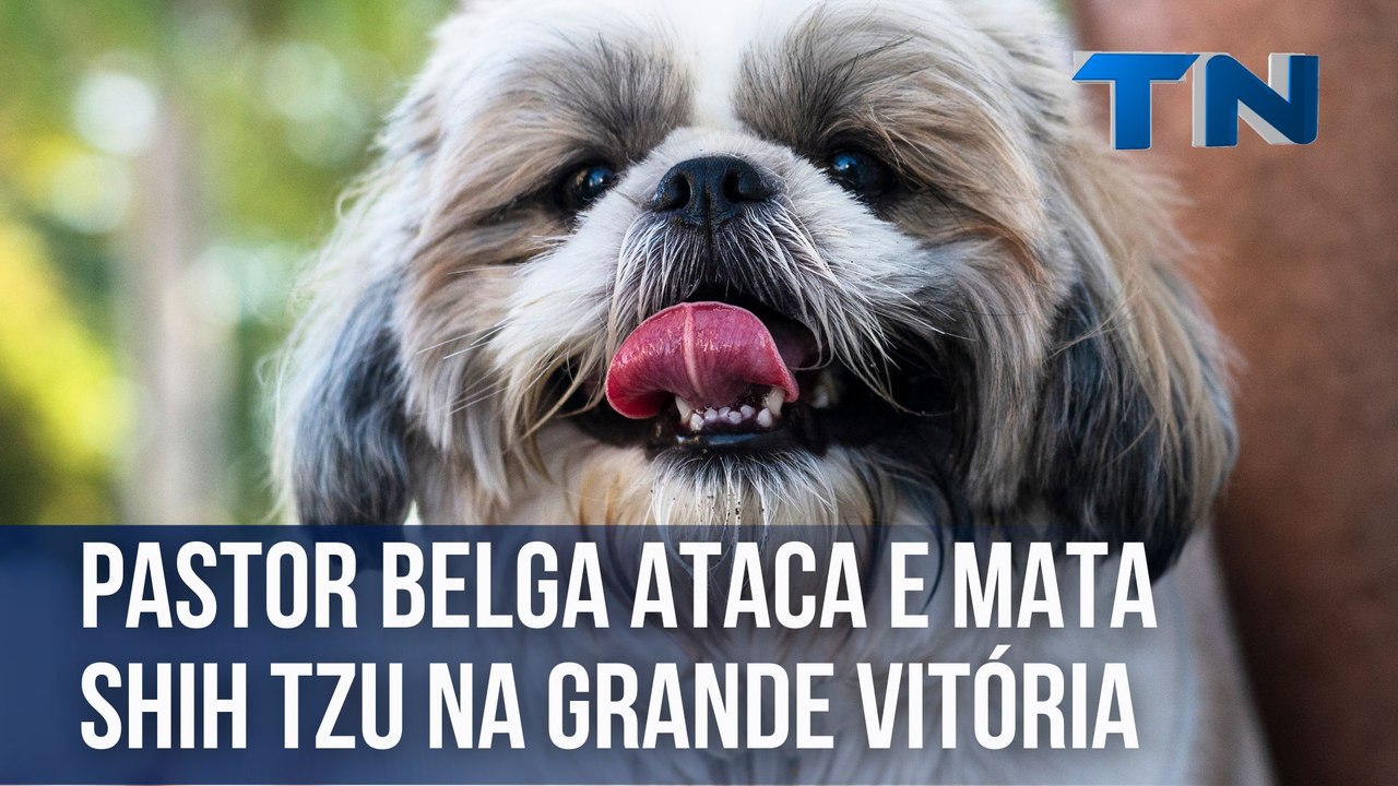 Pastor belga ataca e mata shih tzu na Grande Vitória