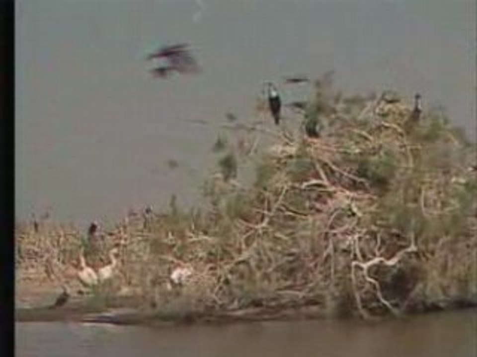 Migrateurs sans frontieres