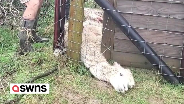 Alpaca rescued after getting stuck under fence for 16 hours