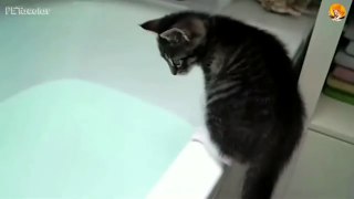 when cats face water| cutest cats doing dumb things