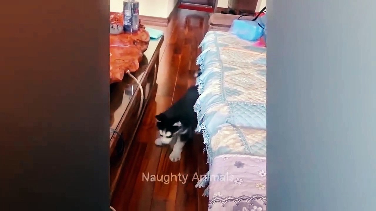 Viral Funny Cats and Dogs Videos  Part 6