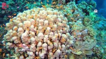 Kızıldeniz'in mercan resiflerinin büyüleyici güzelliği görüntülendi