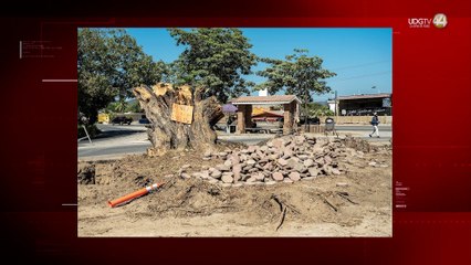 Talaron árbol centenario en Cihuatlán; prometen “compensar” con plantaciones.
