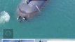 Vídeo Exclusivo: Testes de Torpedos com o Submarino Isaac Peral
