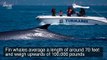 Marine Biologists Discover That Blue Whales Have Been Mating With Another Species