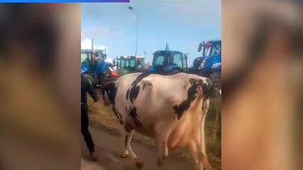 Tải video: Proteste degli agricoltori, la mucca Ercolina al presidio organizzato al casello di Valdichiana