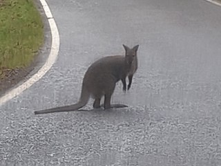 Saarland: Polizei sucht nach entlaufenem Känguru