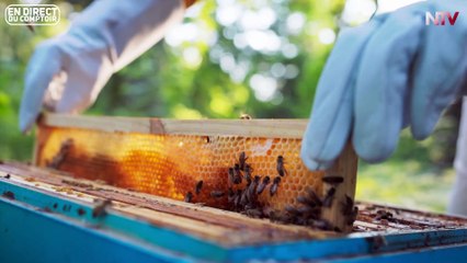 Les Secrets de l'Apiculture Française : Défis et Passion