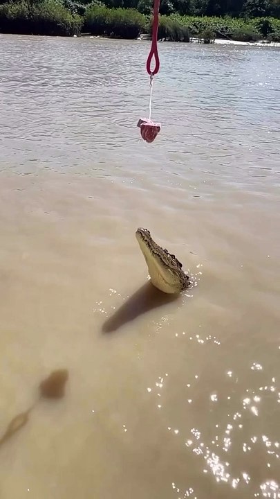 Crocodile...