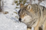 Wolves howl in regional accents