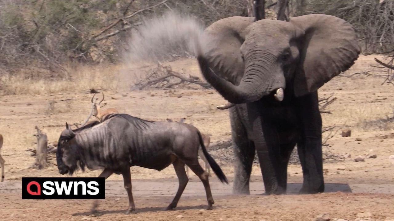 Angry elephant chases animals from watering hole