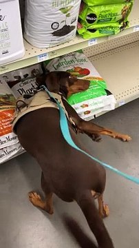 Puppy Discover His Love of Potting Soil