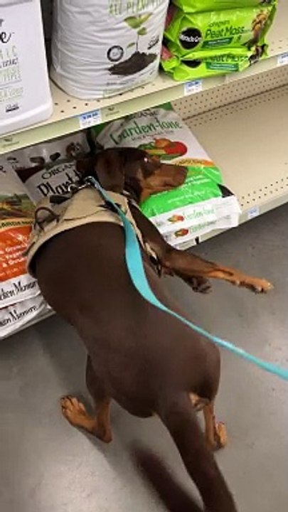 Puppy Discover His Love of Potting Soil